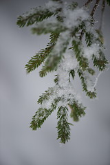 Image showing christmas evergreen pine tree covered with fresh snow