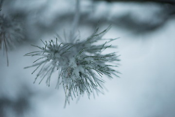 Image showing christmas evergreen pine tree covered with fresh snow