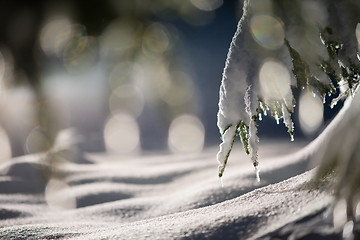 Image showing tree covered with fresh snow at winter night