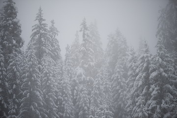 Image showing christmas evergreen pine tree covered with fresh snow