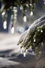 Image showing tree covered with fresh snow at winter night