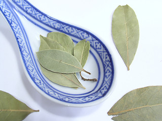 Image showing Laurel leaf