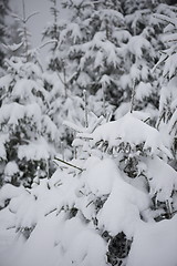 Image showing christmas evergreen pine tree covered with fresh snow