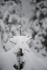 Image showing christmas evergreen pine tree covered with fresh snow