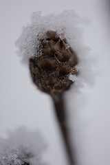 Image showing christmas evergreen pine tree covered with fresh snow