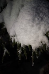 Image showing tree covered with fresh snow at winter night