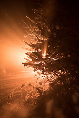 Image showing tree covered with fresh snow at winter night