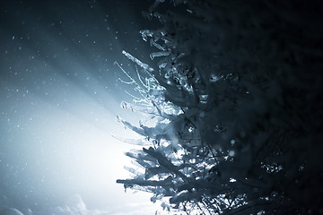 Image showing tree covered with fresh snow at winter night