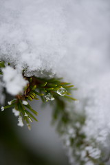 Image showing christmas evergreen pine tree covered with fresh snow