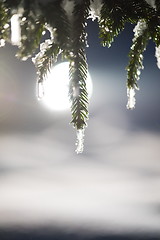 Image showing tree covered with fresh snow at winter night