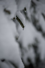 Image showing christmas evergreen pine tree covered with fresh snow