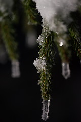 Image showing tree covered with fresh snow at winter night