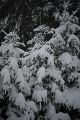 Image showing christmas evergreen pine tree covered with fresh snow