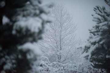 Image showing christmas evergreen pine tree covered with fresh snow