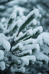 Image showing christmas evergreen pine tree covered with fresh snow