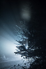 Image showing tree covered with fresh snow at winter night