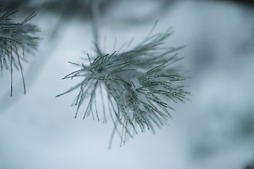 Image showing christmas evergreen pine tree covered with fresh snow