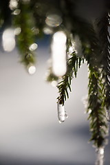 Image showing tree covered with fresh snow at winter night