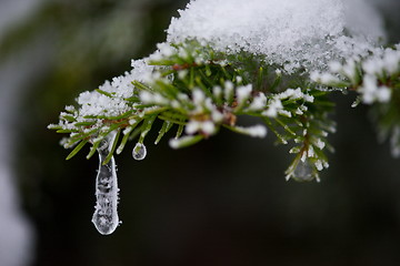 Image showing christmas evergreen pine tree covered with fresh snow