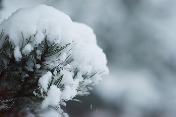 Image showing christmas evergreen pine tree covered with fresh snow