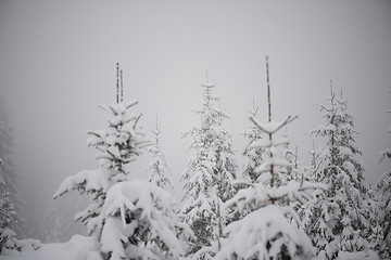 Image showing christmas evergreen pine tree covered with fresh snow