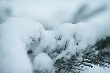 Image showing christmas evergreen pine tree covered with fresh snow