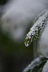 Image showing christmas evergreen pine tree covered with fresh snow