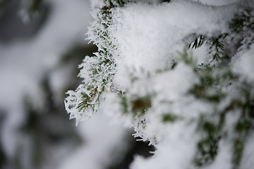 Image showing christmas evergreen pine tree covered with fresh snow