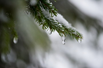 Image showing christmas evergreen pine tree covered with fresh snow