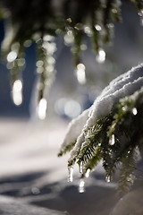 Image showing tree covered with fresh snow at winter night