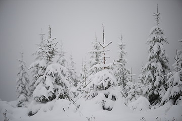 Image showing christmas evergreen pine tree covered with fresh snow