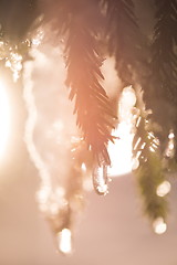 Image showing tree covered with fresh snow at winter night