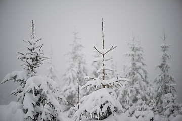 Image showing christmas evergreen pine tree covered with fresh snow