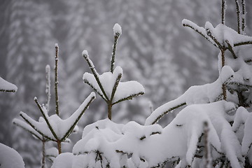 Image showing christmas evergreen pine tree covered with fresh snow