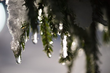 Image showing tree covered with fresh snow at winter night