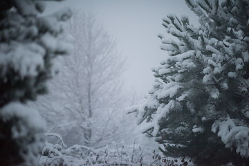 Image showing christmas evergreen pine tree covered with fresh snow