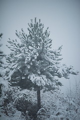 Image showing christmas evergreen pine tree covered with fresh snow