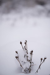 Image showing christmas evergreen pine tree covered with fresh snow