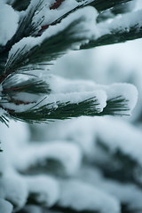 Image showing christmas evergreen pine tree covered with fresh snow