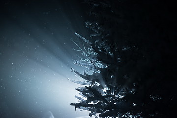 Image showing tree covered with fresh snow at winter night