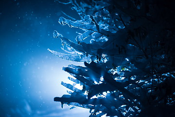 Image showing tree covered with fresh snow at winter night