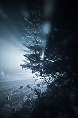 Image showing tree covered with fresh snow at winter night