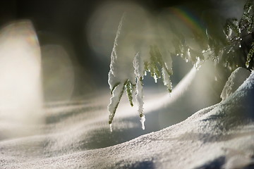 Image showing tree covered with fresh snow at winter night