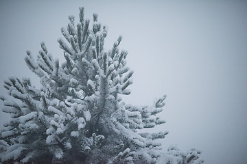 Image showing christmas evergreen pine tree covered with fresh snow