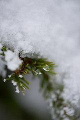 Image showing christmas evergreen pine tree covered with fresh snow