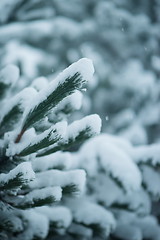 Image showing christmas evergreen pine tree covered with fresh snow