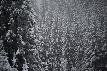 Image showing christmas evergreen pine tree covered with fresh snow