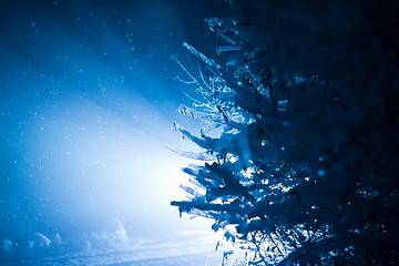 Image showing tree covered with fresh snow at winter night