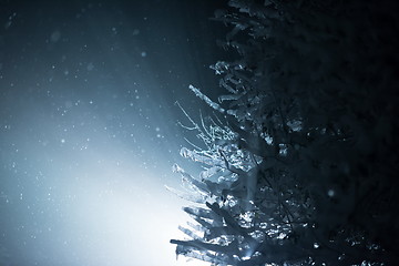 Image showing tree covered with fresh snow at winter night