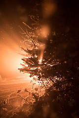 Image showing tree covered with fresh snow at winter night